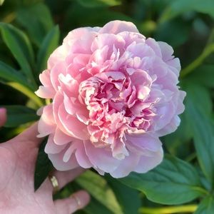 Meet your Posher, Joni